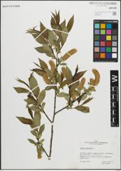 Foto von Salix pentandra L.
